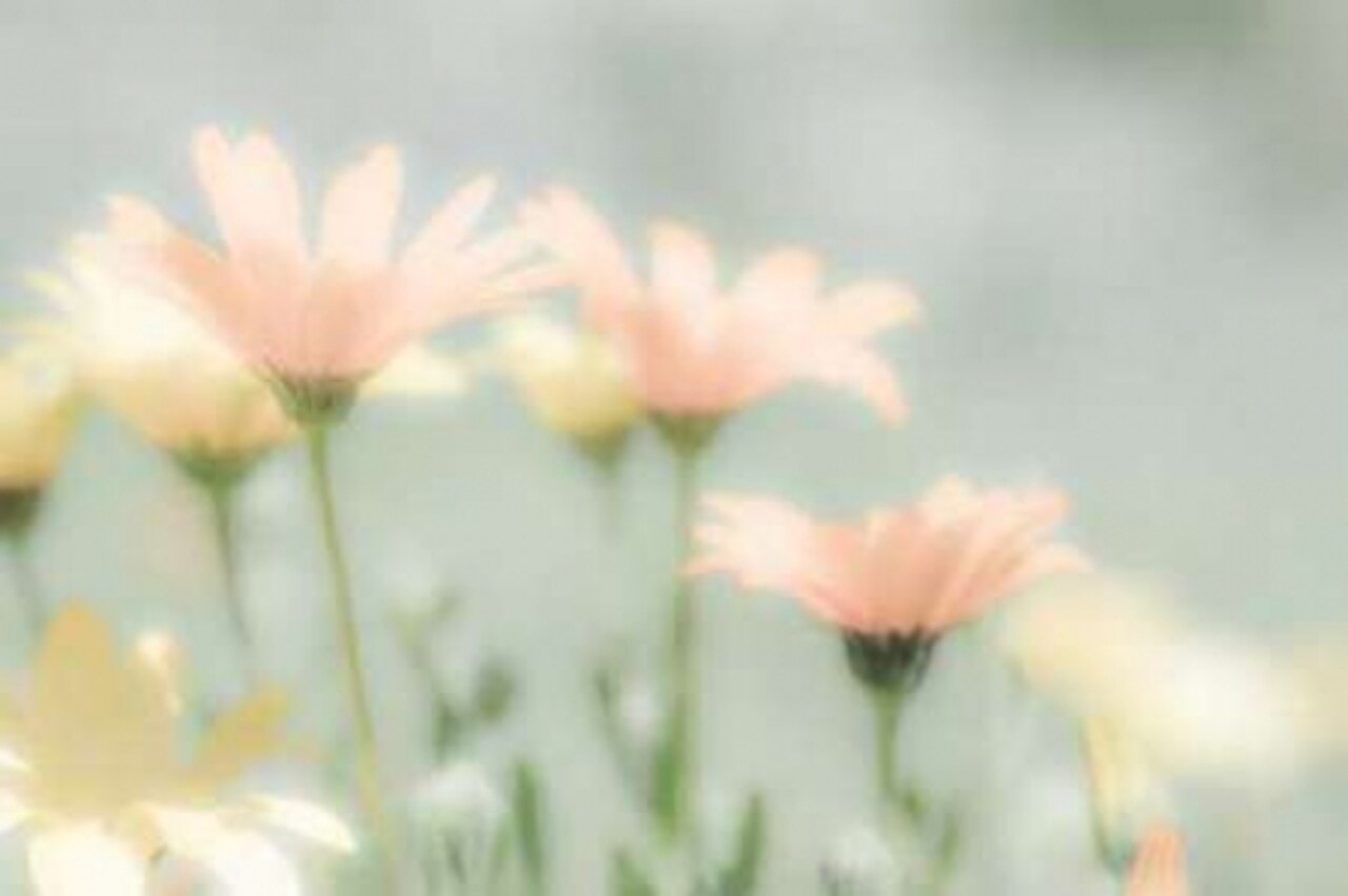 Desert Flowers II Poster Print by Kathy Mahan - Item # VARPDXPSMHN200